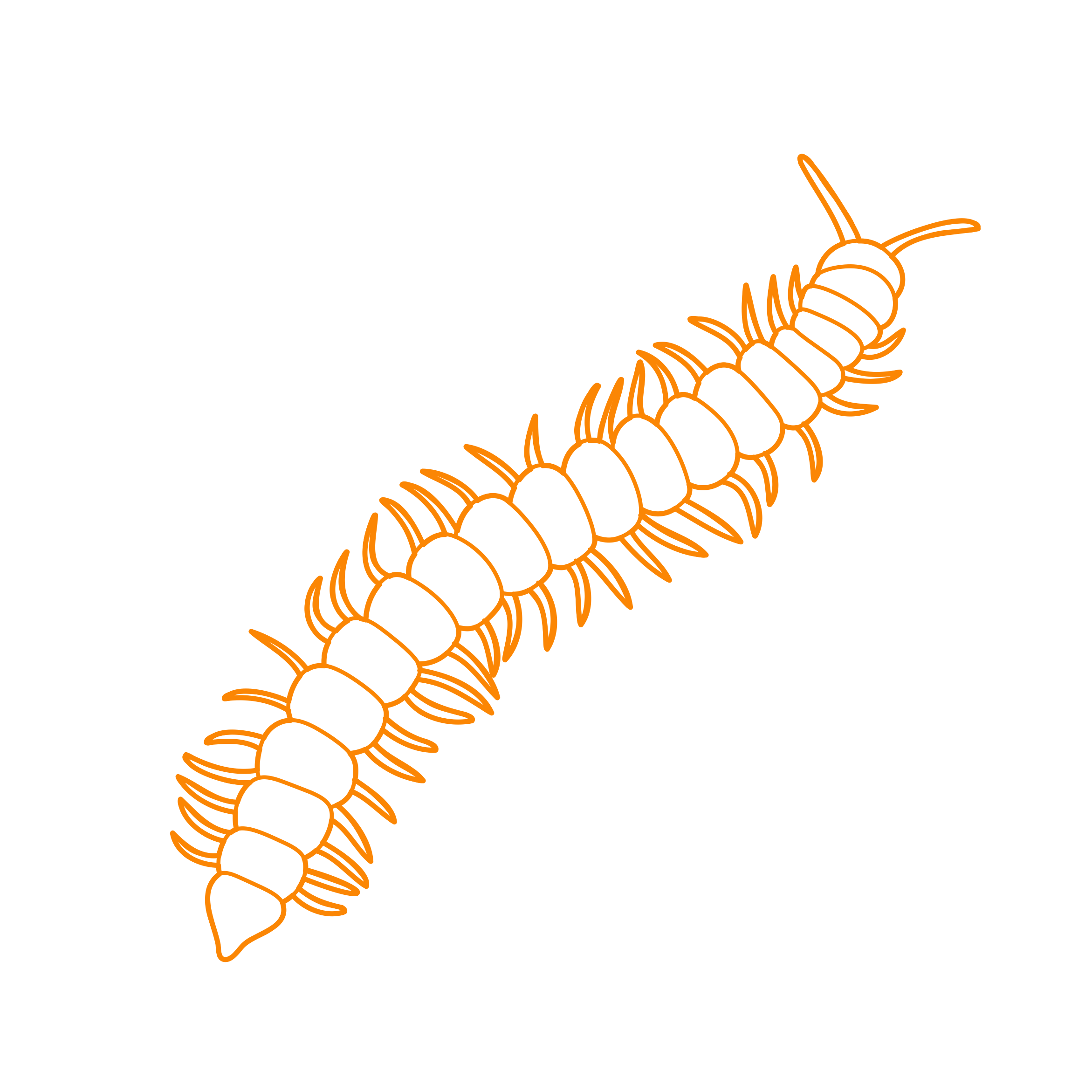 Animals Myriapods Greenhouse Millipede Sketch Svg Vector Free Vectors
